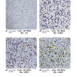 TopCrete-711-Color-Palette-(6)